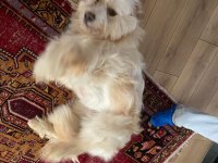 Alf ömürlük ailesini arıyor terrier