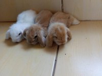 Hollanda Teddy Lop tavşan yavruları