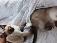 3 aylık safkan siyam dişi yavru