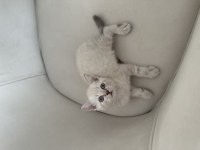 Safkan british blue Point yavrular