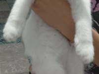 Çok acil sahiplendirme