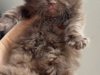 Scottish Fold Longhair Chocolate Bebekler