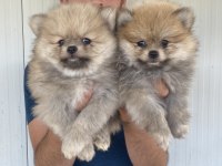 A KALİTE POMERANIAN BOO YAVRULARI