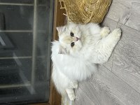 British Longhair Ay1233
