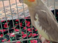Yumurtlamak üzere olan çift sultan papağanı