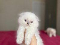 SCOTTISH FOLD LONGHAIR YAVRULARIM 