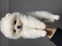 Beyaz pomeranian boo