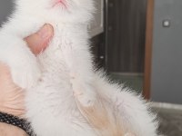British shorthair kedimiz