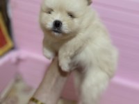 1 aylıktır 1 ay sonra rezerve edilecek pomeranian boo