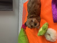 Poodle ayarında maltipoo yavrularımız