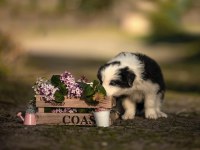 Şirin mi şirin Border Collie yavrularım