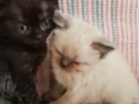 2 AYLIK BLUE POİNT BRİTİSH LONGHAİR KEDİLERİMİZ