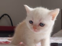 British shorthair kediler