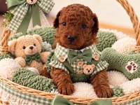 A kalite Poodle yavrularimiz