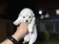 Pomeranian yavrularımız