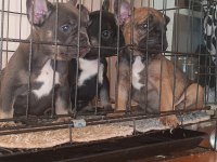 Bluetan - Sabletan French Bulldog