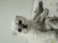 Yeni Scottish Fold Yavrularımızı Sahiplendireceğiz