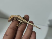 Evil Crested Geckolar