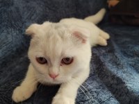 Scottish Fold Beyaz 3 Aylık