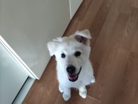 Samoyed Kırması