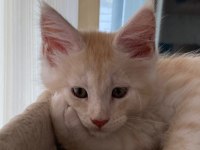 Dünyanın en güzel Maine Coon yavruları burada!