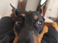 1 YAŞINDA DİŞİ DOBERMAN