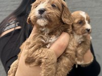 Safkan maltipoo yavrularım
