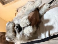 Uygun Pomeranian boo