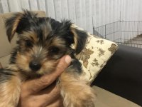 Minicik kızımın yorkshire terrier kızları