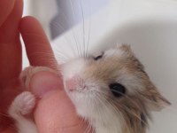 HAMSTER-GONZALES YAVRULARIMIZ HERYERE GÖNDERİM