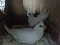 Yavrulu albino kırmızı göz sultan papağanı