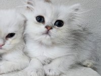 KOCAELİ DARICA MİNİK PATİ KEDİLER
