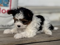 Ankarada yasal ruhsatlı çiftlikden morkie yavrumuz