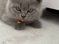 Scottish Fold & British Fold Yeni Yavrular