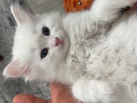 2 aylık british longhair