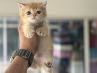 Ankaranın en elit golden british shorthair yavrusu