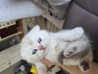 Scottish fold blue point yavru Antalya