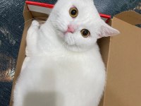Ücretsiz sahiplendirme british shorthair kedimiz
