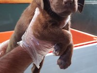 ÜRETİCİDEN A PLUS KALİTE LABRADOR YAVRULAR