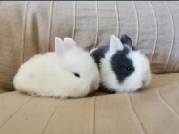 RENKLİ LOP VE CÜCE TAVŞAN YAVRUSU