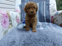 Red brown orijinal dişi poodle yavrumuz