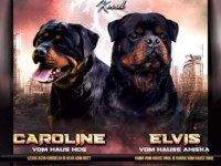 A şecere Büyük Türkiye Grand Şampiyonu rottweiler yavruları