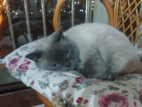 2 yaşında british shorthair blue point kısır