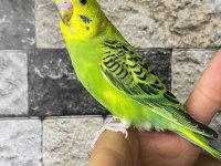 Yavru muhabbet kuşu alıştırma konuşturmak için acele edin