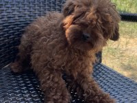 Erkek Yetişkin Poodle