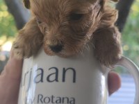Türkiyenin En Minik Maltipoo Bebekleri