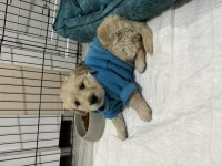 Golden retriever lütfen ciddi olanlar iletişime geçsin
