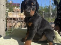 King Doberman Köpekler