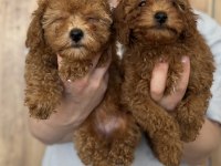 Poodle yavrularımıza yuva arıyoruz