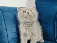 British shorthair yavrumuz